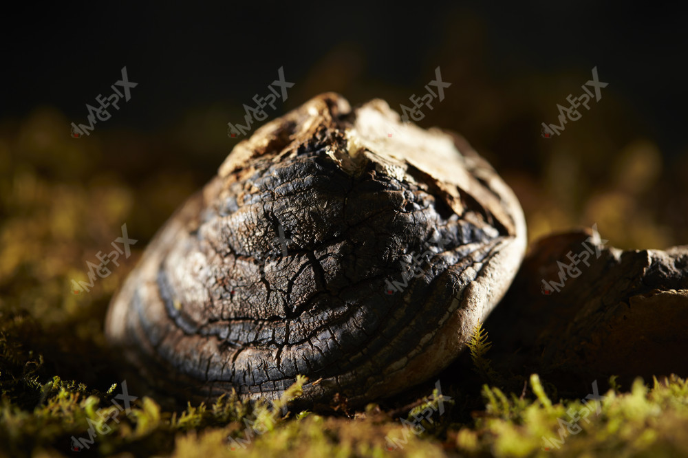 한약재 말굽버섯 